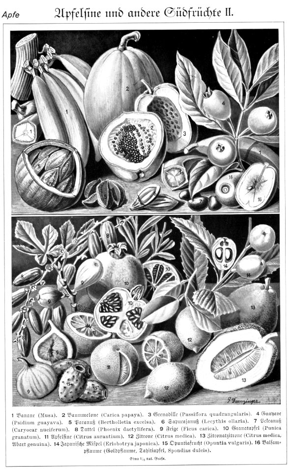 Apfelsine und andere Suedfruechte II in Brockhaus