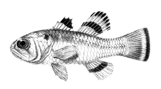 Apogon ellioti Ford 17