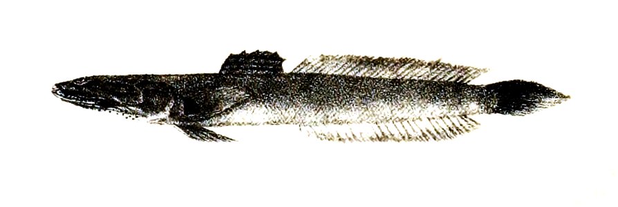 Apocryptichthys cantori Ford 62