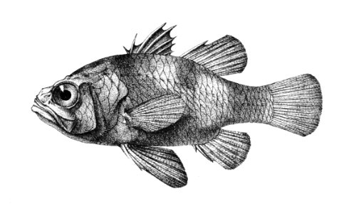 Apogon nigripinnis Ford 16