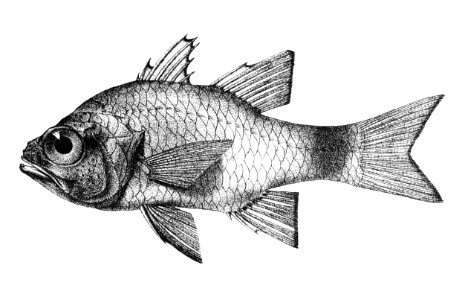 Apogon aureus Ford 16