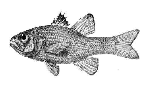 Apogon multitaeniatus Ford 16