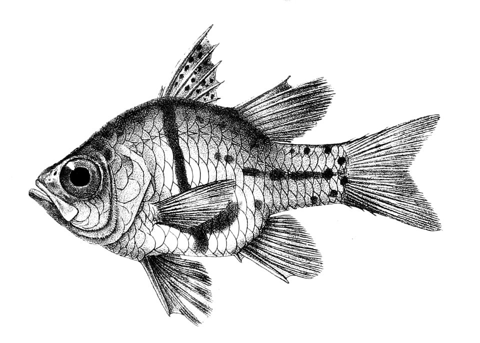 Apogon orbicularis Ford 17