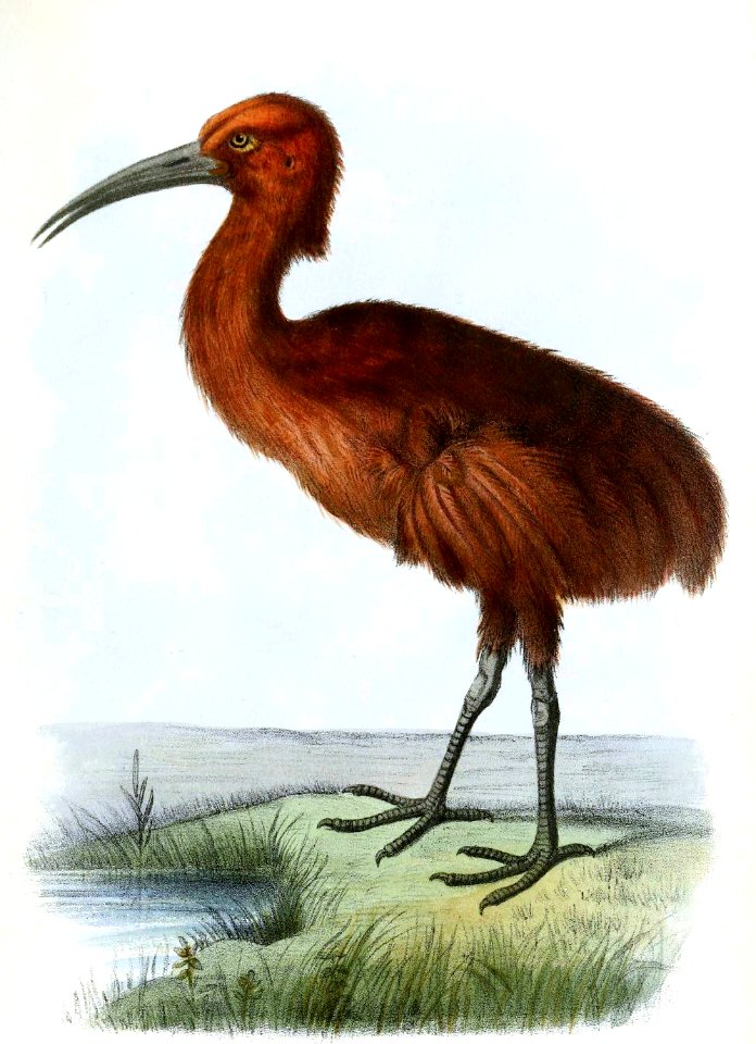 Aphanapteryx bonasiaIbis1869P007AA