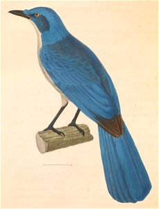 Aphelocoma coerulescens 1838