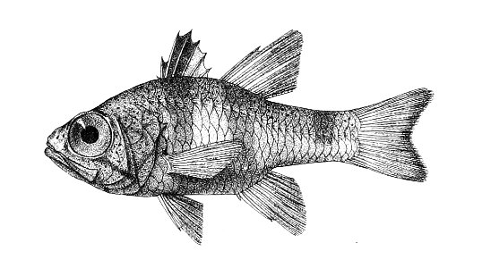 Apogon savayensis Ford 16