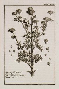 Apium Graecum saxatile, Crithmi folio Coroll Inst Rei herb 21 - Tournefort Joseph Pitton De - 1717