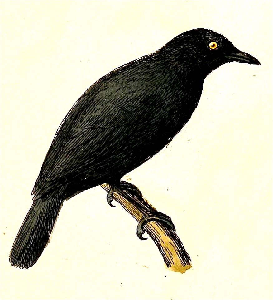 Aplonis opaca 1832