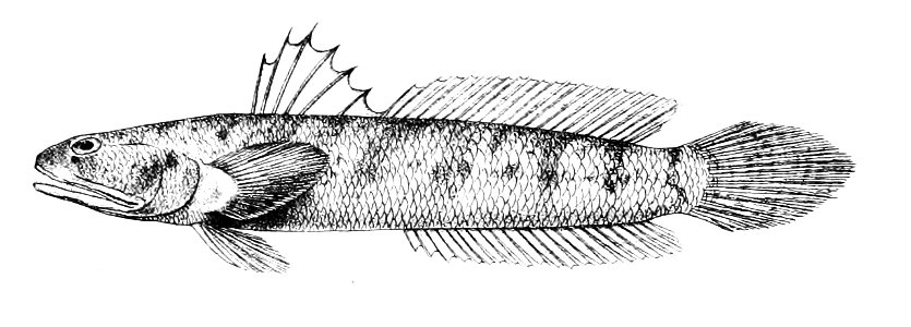 Apocryptes bleekeri Ford 64