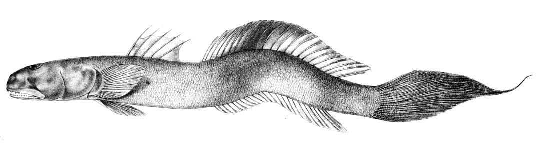 Apocryptes batoides Ford 66
