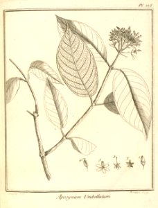 Apocynum umbellatum Aublet 1775 pl 108