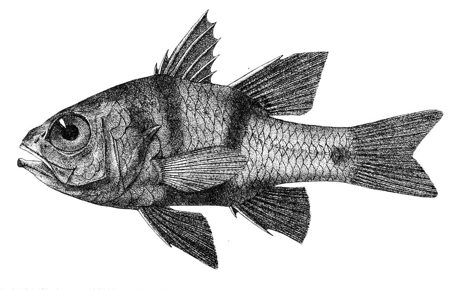 Apogon bifasciatus Ford 16