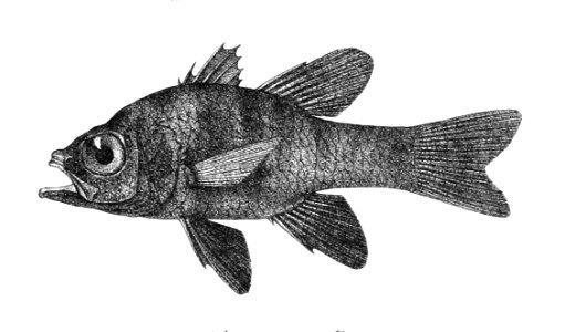 Apogon nigricans Ford 16