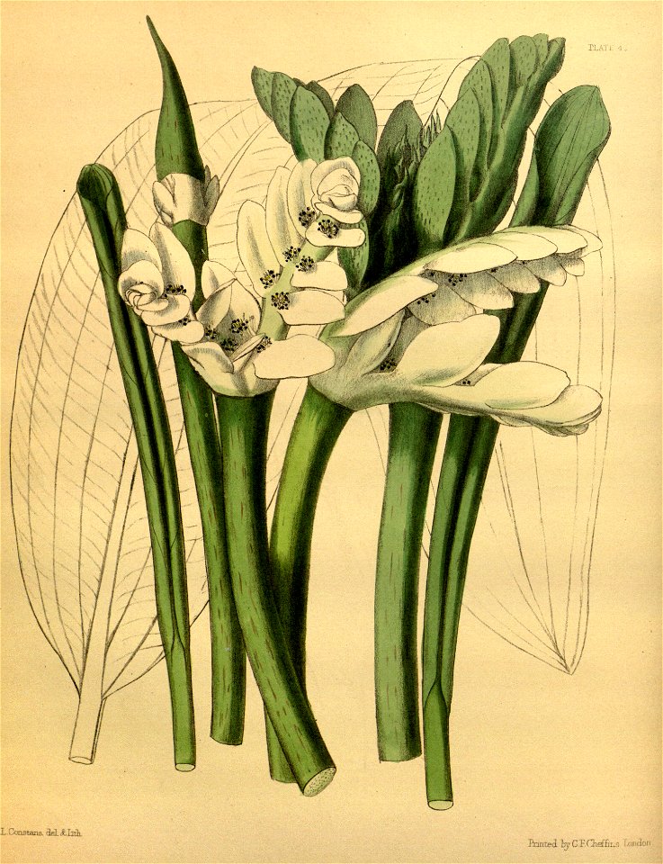 Aponogeton distachyon Paxton 043