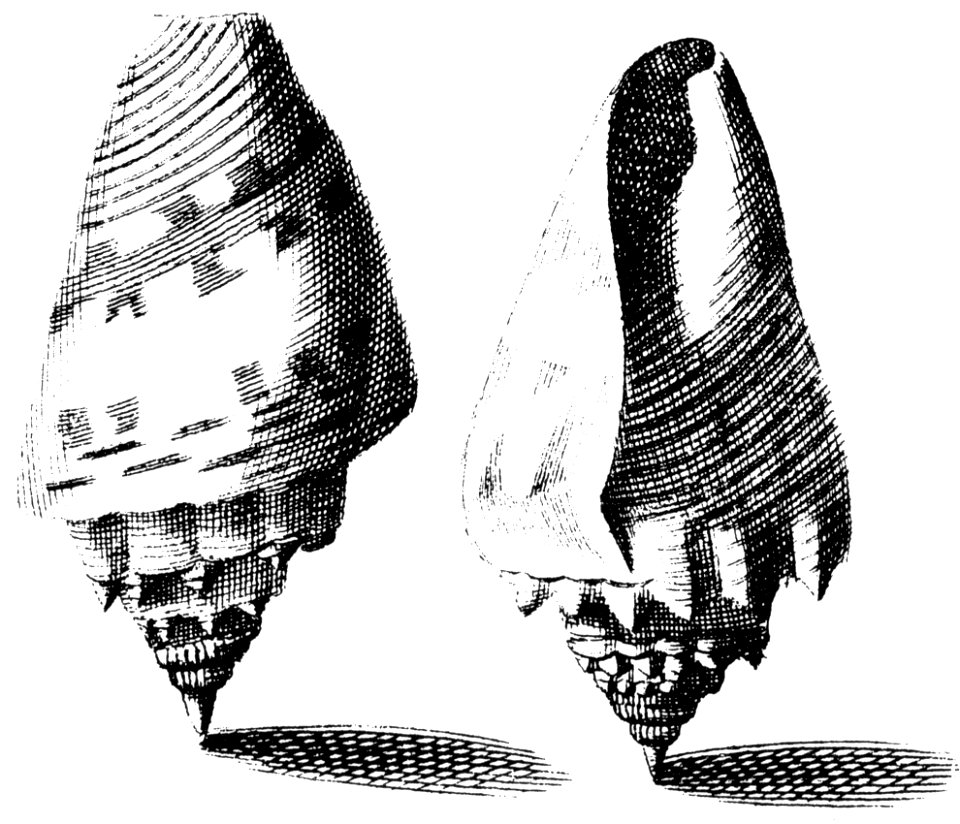 Aporrhais-pespelecani-001
