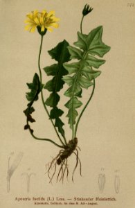 Aposeris foetida - 001x
