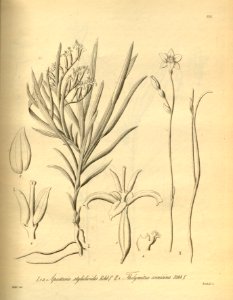 Apostasia wallichii (as Apostasia stylidioides) - Thelymitra cornicina - Xenia 2-196 (1874). Free illustration for personal and commercial use.