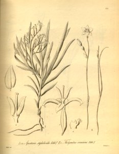 Apostasia wallichii (as Apostasia stylidioides) - Thelymitra cornicina - Xenia 2-196 (1874)