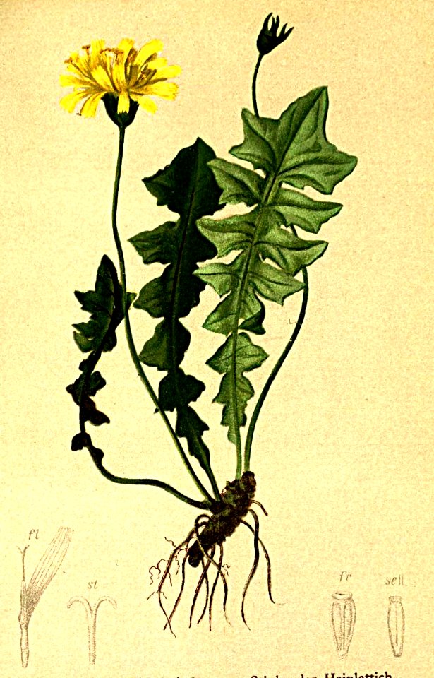Aposeris foetida Atlas Alpenflora