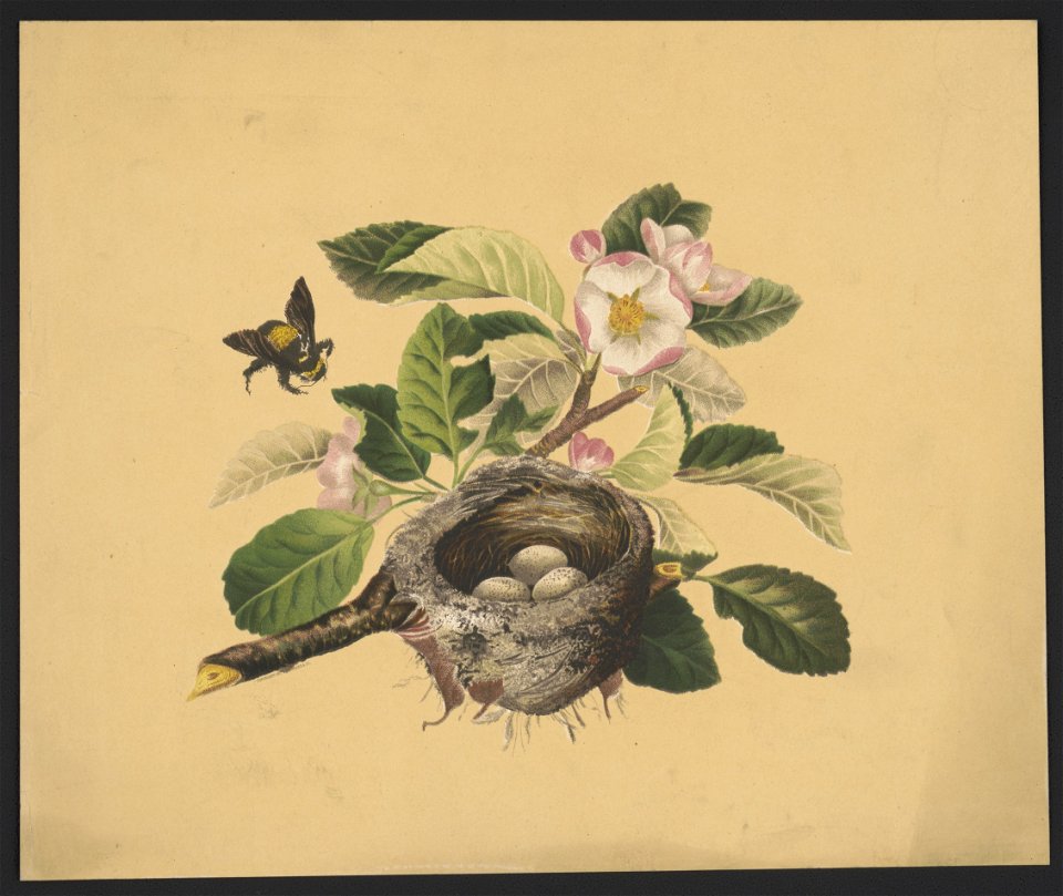 Apple blossoms and bird's nest - after Mrs. O.E. Whitney. LCCN2016652316
