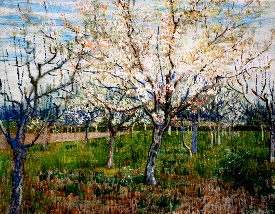 Apricot Trees in Blossom - My Dream