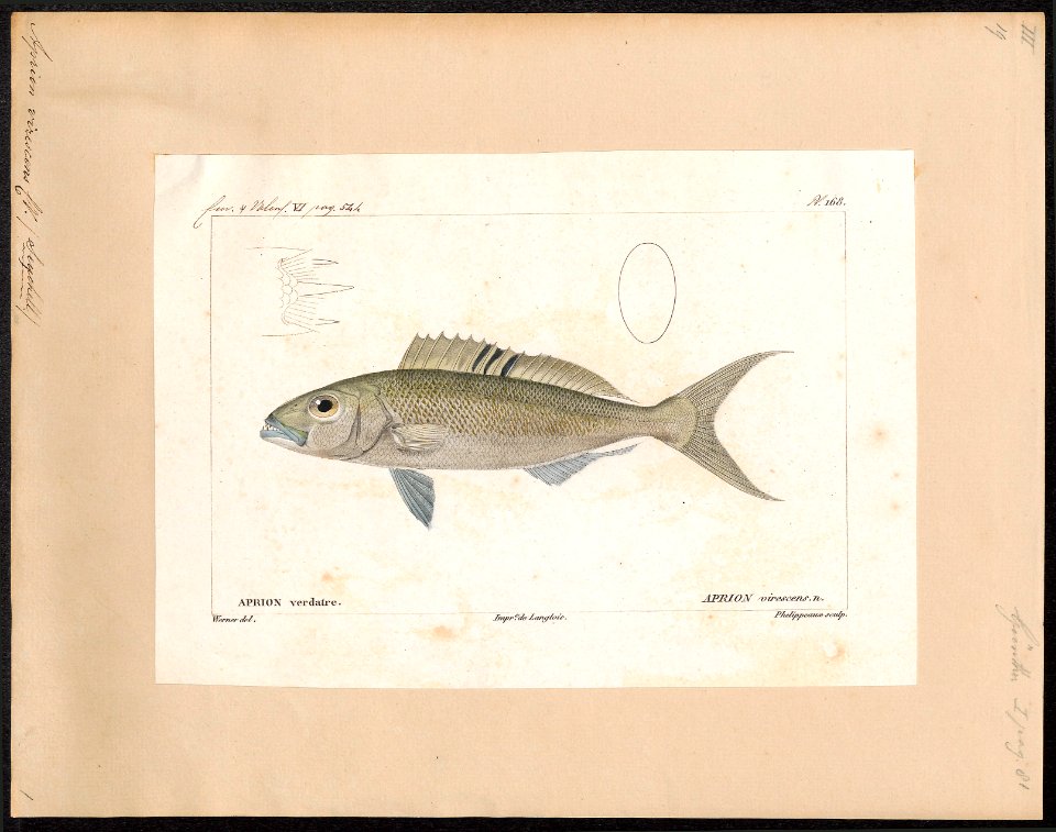 Aprion virescens - 1828-1849 - Print - Iconographia Zoologica - Special Collections University of Amsterdam - UBA01 IZ12900128
