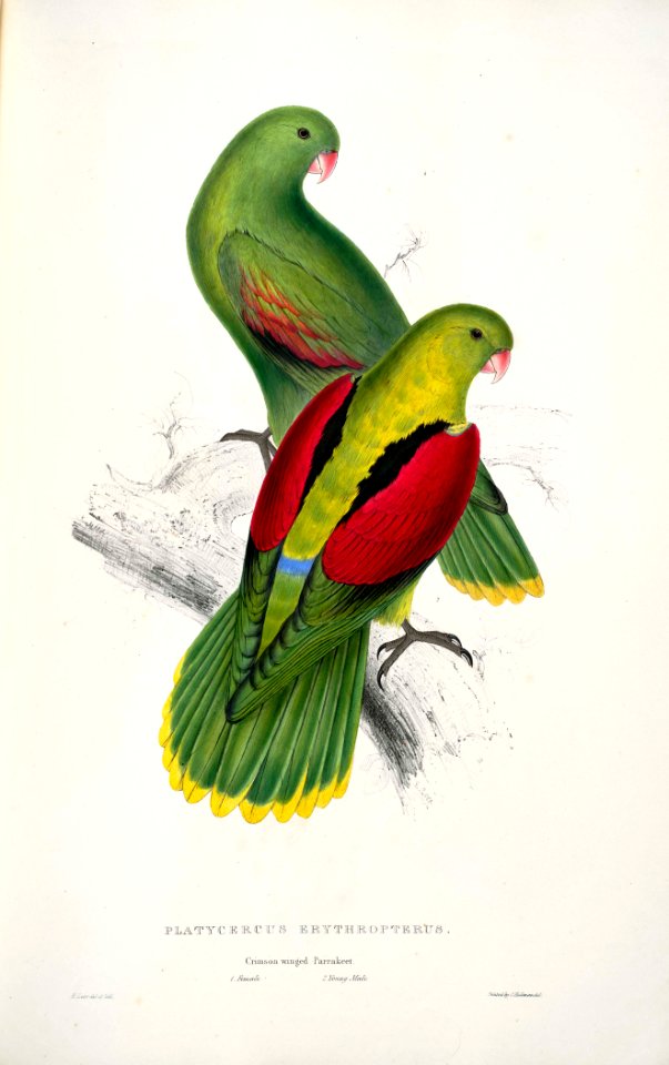 Aprosmictus erythropterus -Platycercus erythropterus. Crimson-winged parrakeet -by Edward Lear 1812-1888