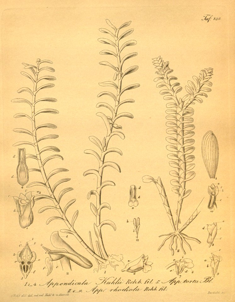 Appendicula carnosa (as Appendicula kuhlii) - Appendicula torta (as Appendicula rhodiola) - Appendicula torta - Xenia 2-138 (1874)