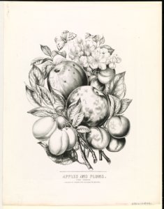 Apples and Plums- first premium LCCN90708661
