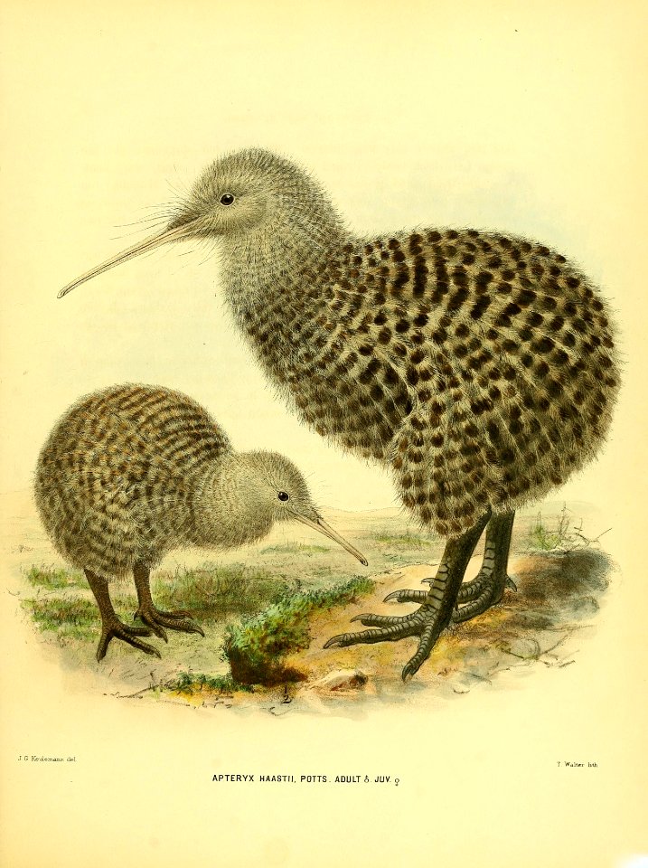 Apteryx haastii illustration of a juvenile and adult