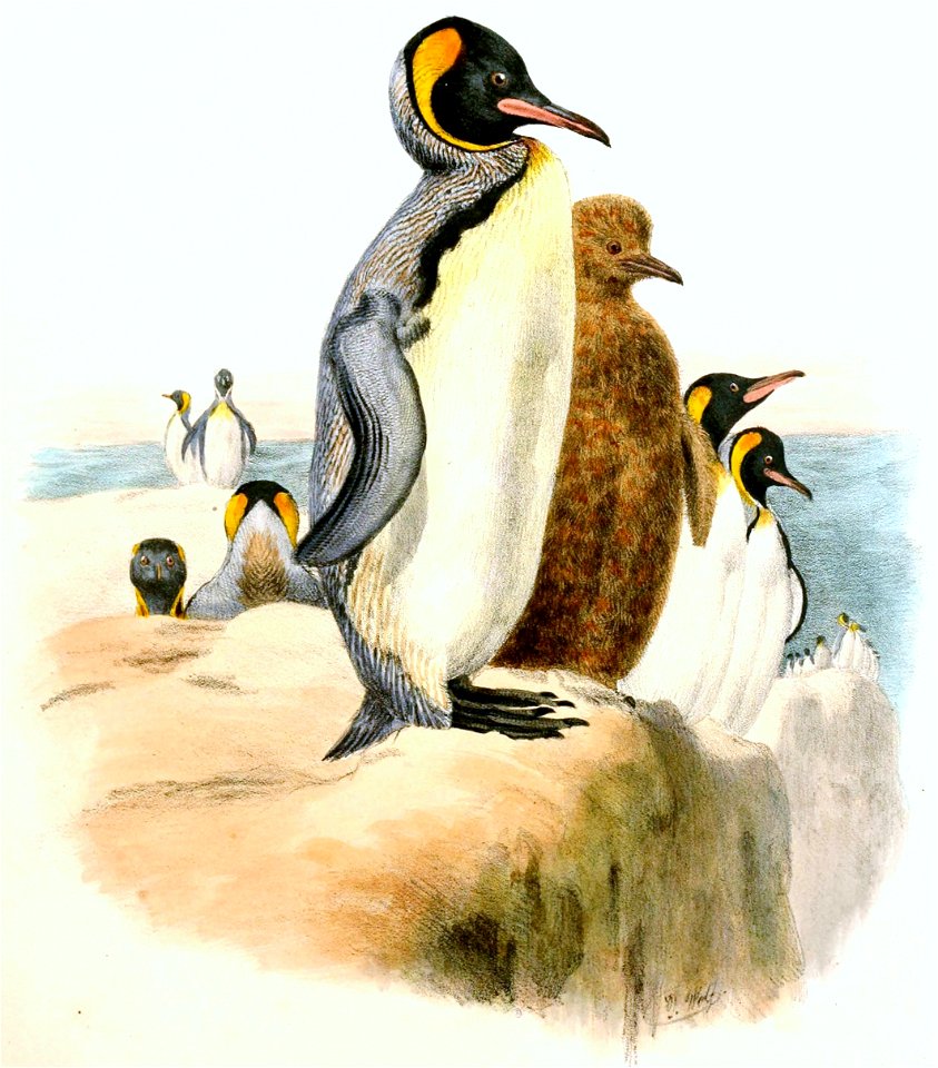 Aptenodytes pennantii