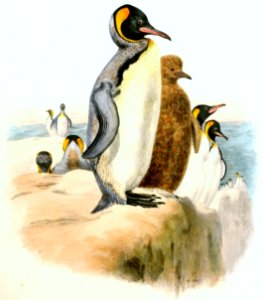 Aptenodytes pennantii