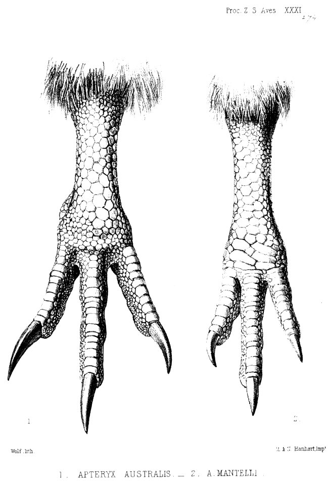 ApteryxLegsWolf