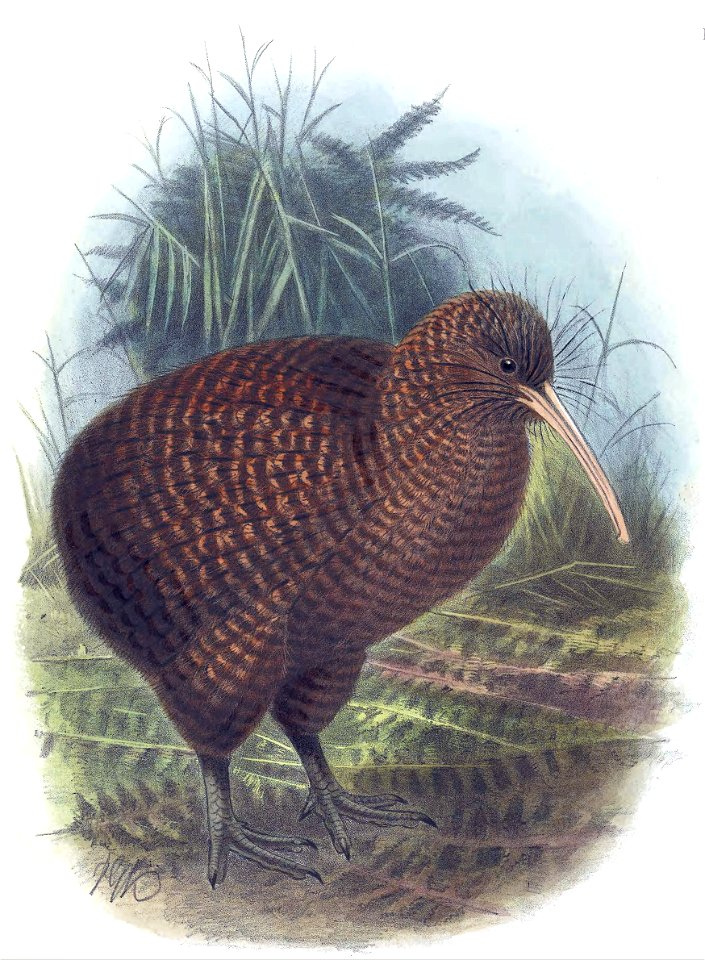 Apteryx haastii Keulemans