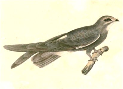 Apus affinis Hardwicke