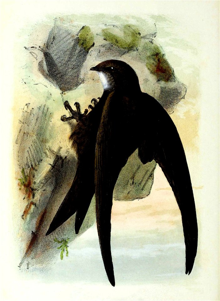 Apus apus 1873