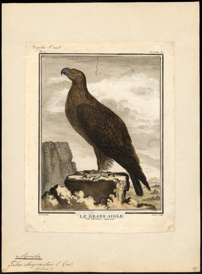 Aquila chrysaëtos - 1700-1880 - Print - Iconographia Zoologica - Special Collections University of Amsterdam - UBA01 IZ18100177