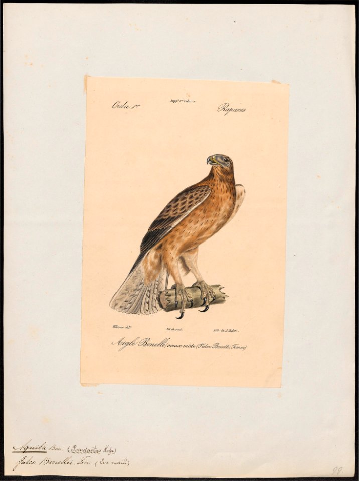 Aquila bonellii - 1842-1848 - Print - Iconographia Zoologica - Special Collections University of Amsterdam - UBA01 IZ18100209