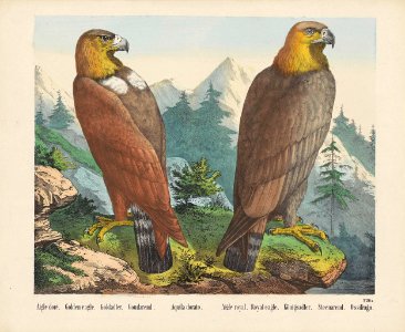 Aquila chrysaetos - Golden eagle