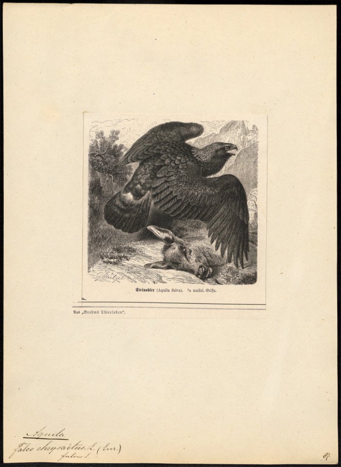 Aquila chrysaëtos - 1700-1880 - Print - Iconographia Zoologica - Special Collections University of Amsterdam - UBA01 IZ18100183