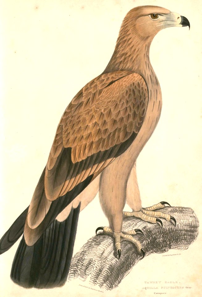 Aquila clanga Hardwicke