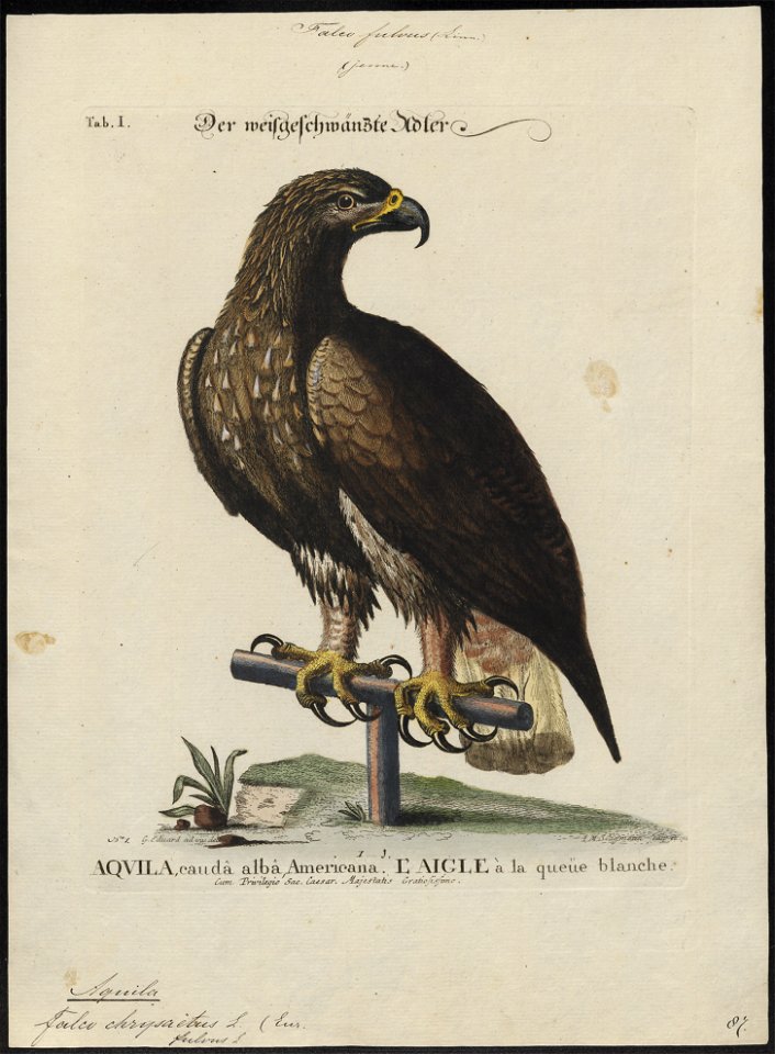 Aquila chrysaëtos - 1700-1880 - Print - Iconographia Zoologica - Special Collections University of Amsterdam - UBA01 IZ18100165