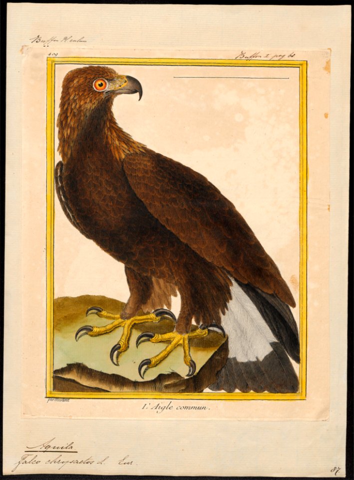 Aquila chrysaëtos - 1700-1880 - Print - Iconographia Zoologica - Special Collections University of Amsterdam - UBA01 IZ18100187