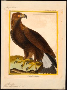 Aquila chrysaëtos - 1700-1880 - Print - Iconographia Zoologica - Special Collections University of Amsterdam - UBA01 IZ18100187. Free illustration for personal and commercial use.