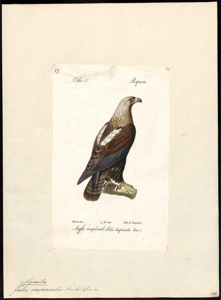 Aquila imperialis - 1842-1848 - Print - Iconographia Zoologica - Special Collections University of Amsterdam - UBA01 IZ18100191