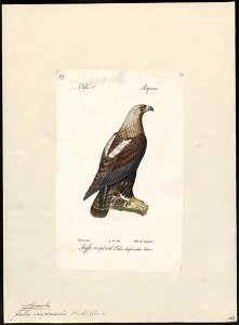 Aquila imperialis - 1842-1848 - Print - Iconographia Zoologica - Special Collections University of Amsterdam - UBA01 IZ18100191