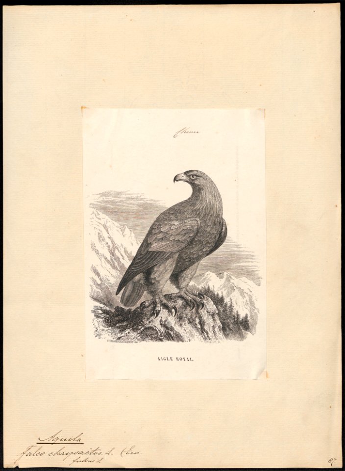 Aquila chrysaëtos - 1851-1876 - Print - Iconographia Zoologica - Special Collections University of Amsterdam - UBA01 IZ18100167