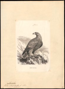 Aquila chrysaëtos - 1851-1876 - Print - Iconographia Zoologica - Special Collections University of Amsterdam - UBA01 IZ18100167