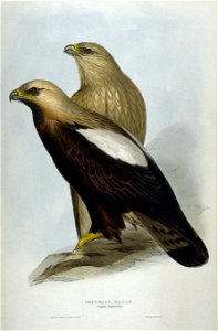 Aquila Imperialis by John Gould. Free illustration for personal and commercial use.