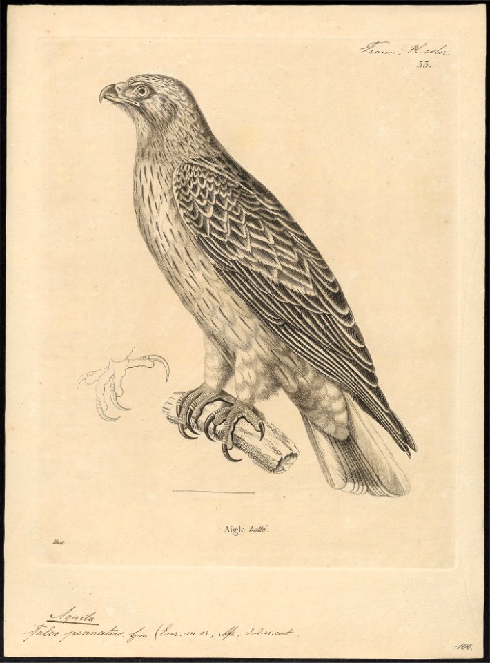 Aquila pennatus - 1700-1880 - Print - Iconographia Zoologica - Special Collections University of Amsterdam - UBA01 IZ18100215